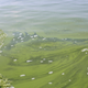 An algae bloom in Lake Erie off the shore of Ohio in 2014.